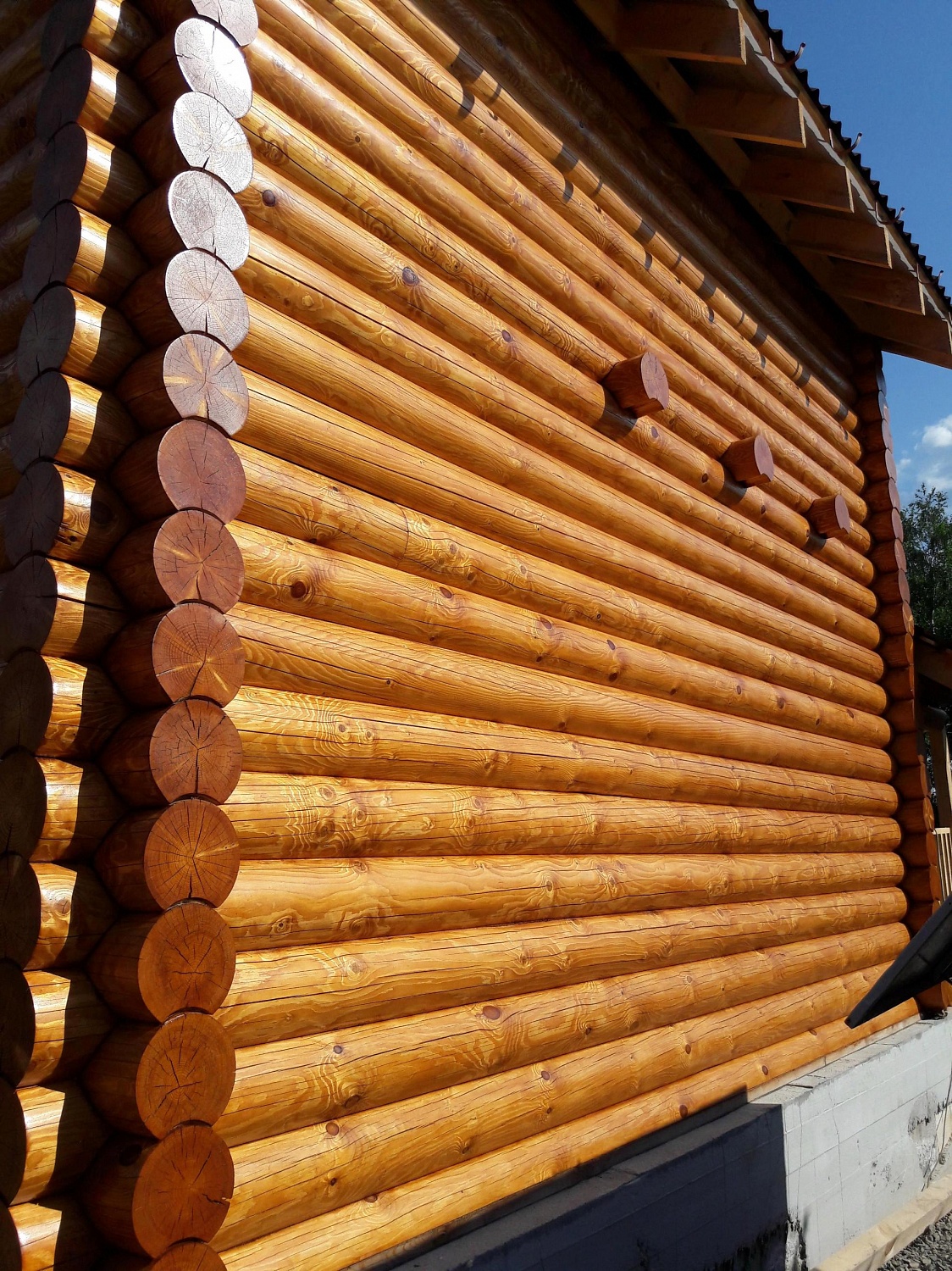  Покрашено: 428 Кедр